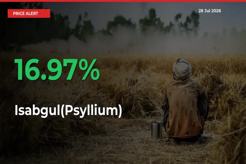 Big Rally! Isabgul(Psyllium) Climbs 16.97% in 24 Hours at Top Mandis