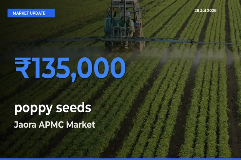 Jaora APMC, Ratlam, Madhya Pradesh Records Highest ₹135,000 Rate for poppy seeds