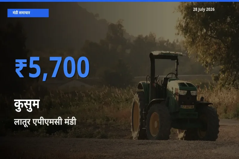 आज कुसुम के सबसे ज़्यादा दाम लातूर एपीएमसी, महाराष्ट्र मंडी में दर्ज