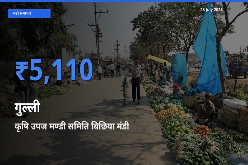 कृषि उपज मण्डी समिति बिछिया, मंडला, मध्य प्रदेश मंडी में गुल्ली ₹5,110 पर पहुँचा – आज का सर्वोच्च भाव