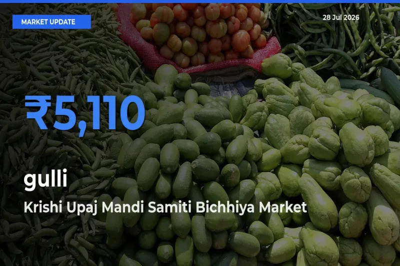 Market Watch: Krishi Upaj Mandi Samiti Bichhiya, Mandla, Madhya Pradesh Becomes Top Mandi for gulli