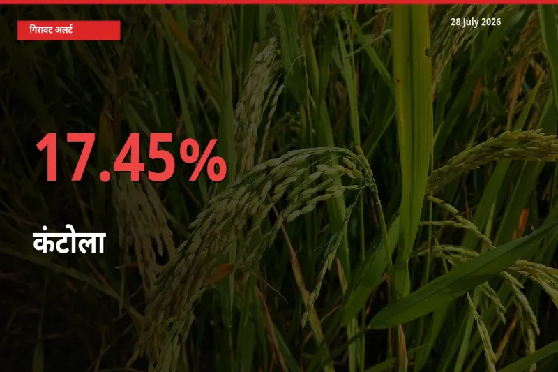 17.45% की गिरावट! मंडी में कंटोला के दाम अचानक टूटे