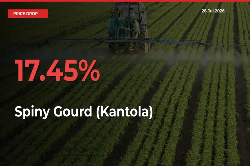 Spiny Gourd (Kantola) Falls 17.45% at Mandis