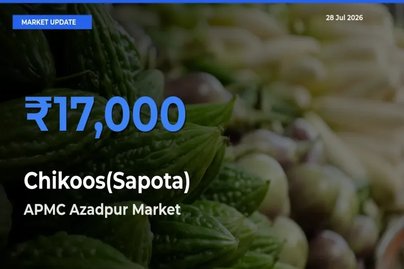 Chikoos(Sapota) Mandi Rate Today: APMC Azadpur, Delhi, NCT of Delhi Tops the List