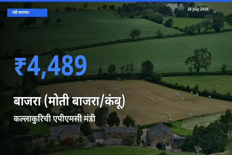 टॉप मंडी बना कल्लाकुरिची एपीएमसी, विल्लुपुरम, तमिलनाडु! बाजरा (मोती बाजरा/कंबू) के सबसे ऊँचे दाम यहीं दर्ज