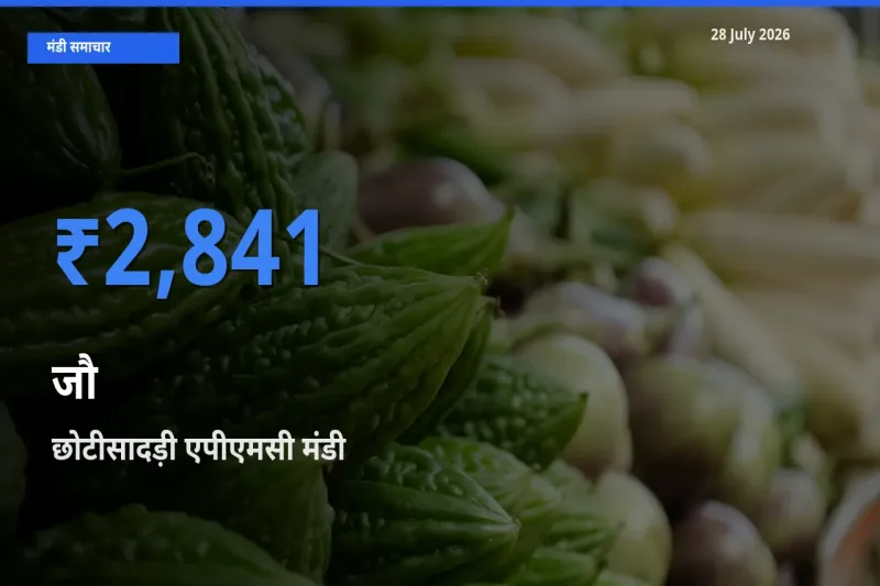 छोटीसादड़ी एपीएमसी, प्रतापगढ़, राजस्थान में जौ का आज सबसे ऊँचा भाव