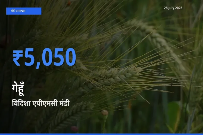 टॉप मंडी बना विदिशा एपीएमसी, मध्य प्रदेश! गेहूँ के सबसे ऊँचे दाम यहीं दर्ज