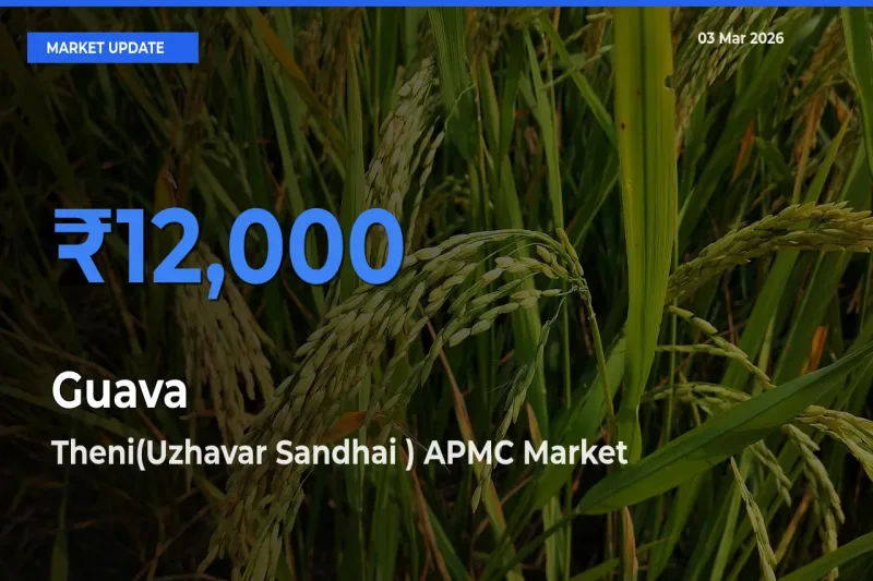 Market Watch: Theni(Uzhavar Sandhai ) APMC Becomes Top Mandi for Guava