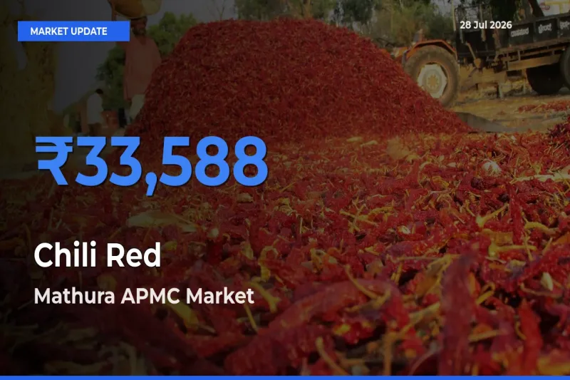 Mathura APMC, Uttar Pradesh Emerges as Top Mandi for Chili Red Prices Today