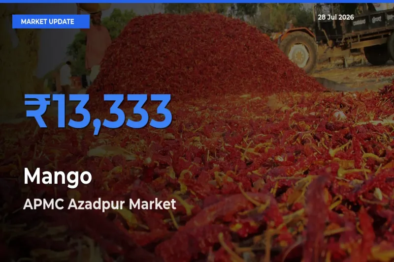 Mango Mandi Rate Today: APMC Azadpur, Delhi, NCT of Delhi Tops the List