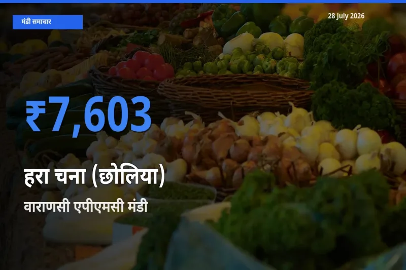 वाराणसी एपीएमसी, उत्तर प्रदेश मंडी में आज हरा चना (छोलिया) के सबसे ऊँचे दाम दर्ज