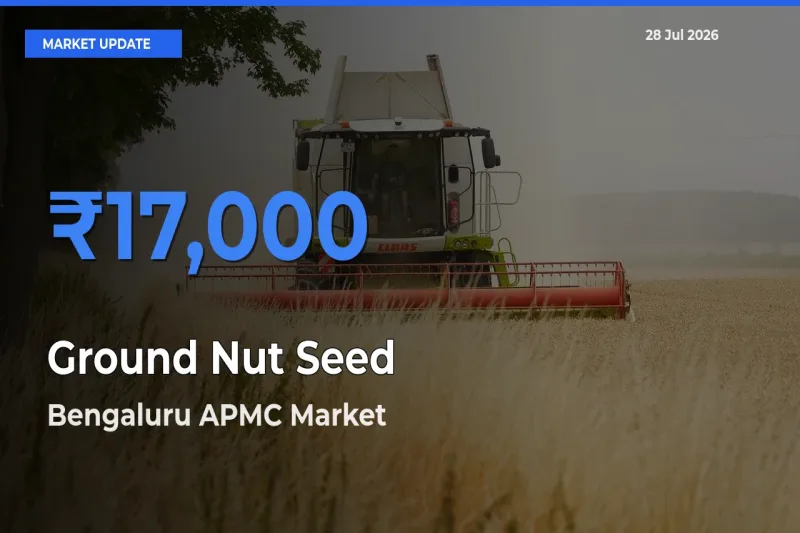 Bengaluru APMC, Karnataka Offers ₹17,000 – Highest Ground Nut Seed Rate Today