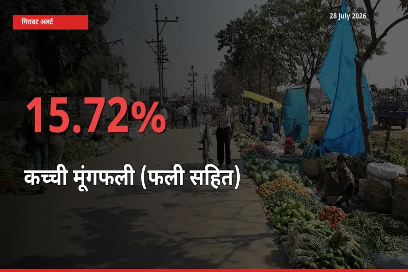 28 July अपडेट: कच्ची मूंगफली (फली सहित) के दाम मंडी में 15.72% गिरे