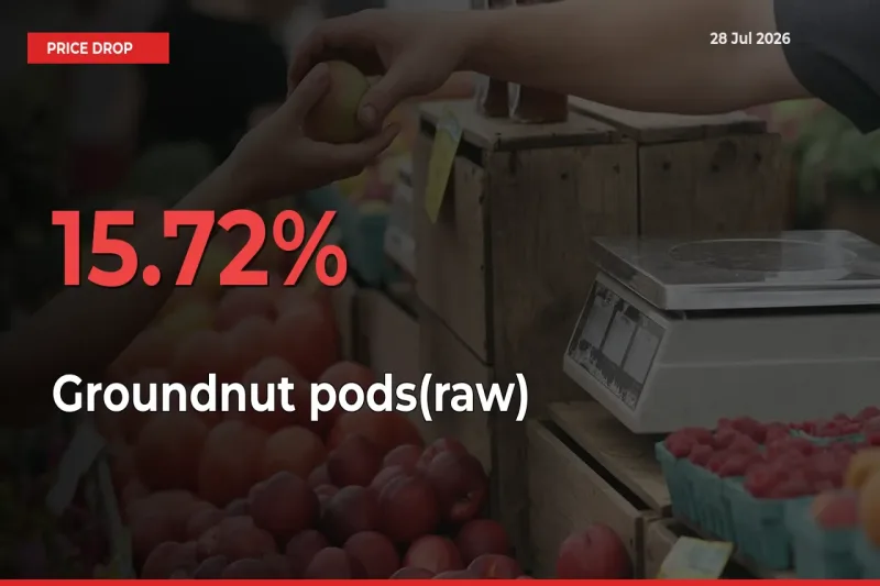Groundnut pods(raw) Prices Drop 15.72% – July 28 Market Update from Mandis