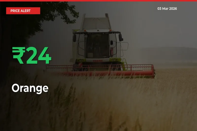 This Mandi Records 23.68% Jump in Orange Prices
