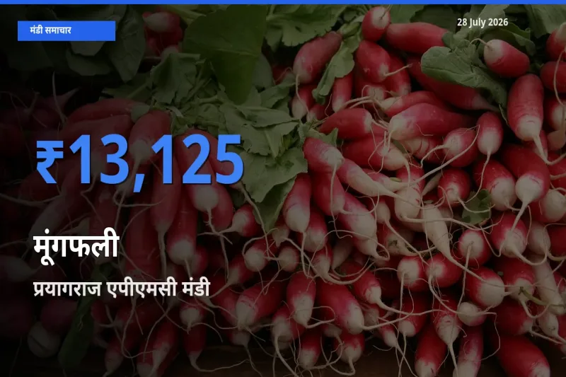 आज मूंगफली के सबसे ऊँचे दाम ₹13,125 प्रयागराज एपीएमसी, उत्तर प्रदेश मंडी में