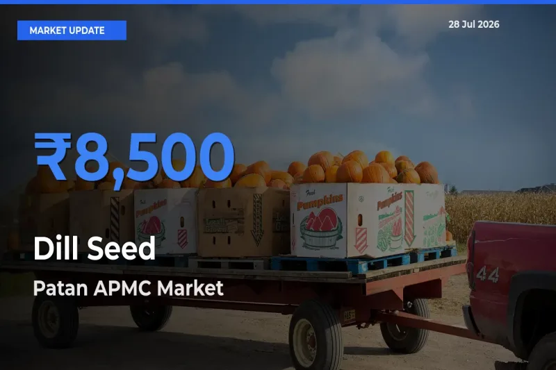 Dill Seed Mandi Rate Today: Patan APMC, Gujarat Tops the List