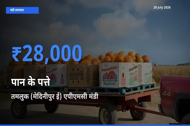 किसानों की पसंद बना तमलुक (मेदिनीपुर ई) एपीएमसी, मेदिनीपुर(पूर्व), पश्चिम बंगाल, पान के पत्ते के सबसे अच्छे दाम