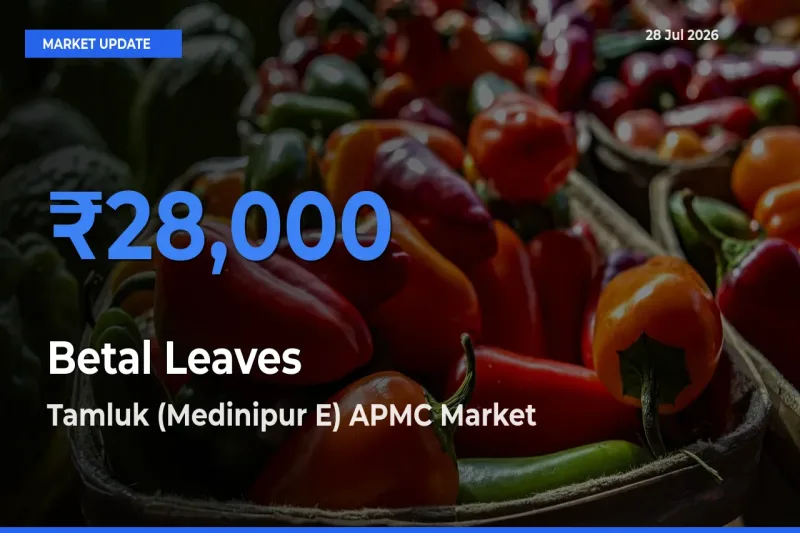 Tamluk (Medinipur E) APMC, Medinipur(E), West Bengal Records Highest ₹28,000 Rate for Betal Leaves