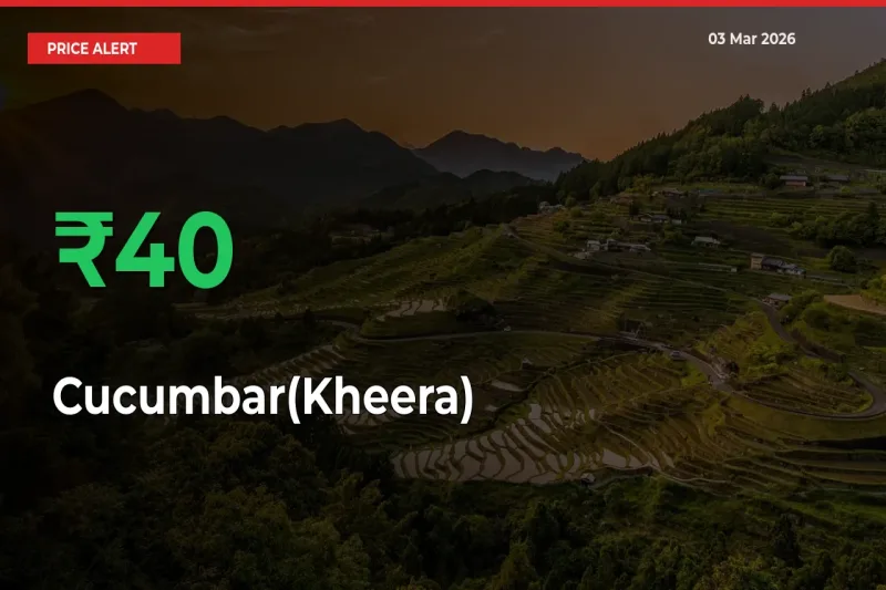 Cucumbar(Kheera) Rises 40.09% at Mandis