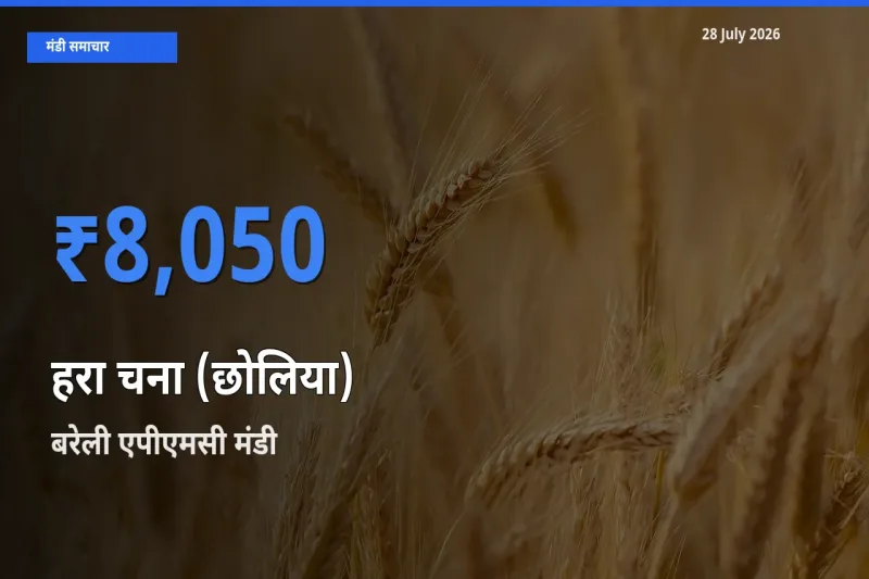 किसानों की पसंद बना बरेली एपीएमसी, उत्तर प्रदेश, हरा चना (छोलिया) के सबसे अच्छे दाम