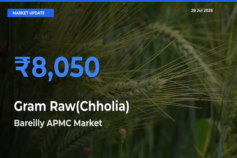 Bareilly APMC, Uttar Pradesh Tops Gram Raw(Chholia) Mandi Rates Today