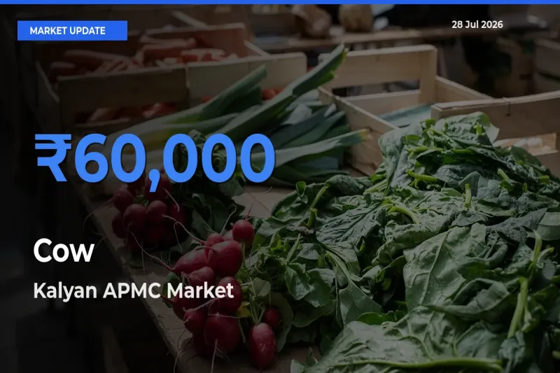 Kalyan APMC, Palghar, Maharashtra Tops Cow Rates – July 28 Market Update
