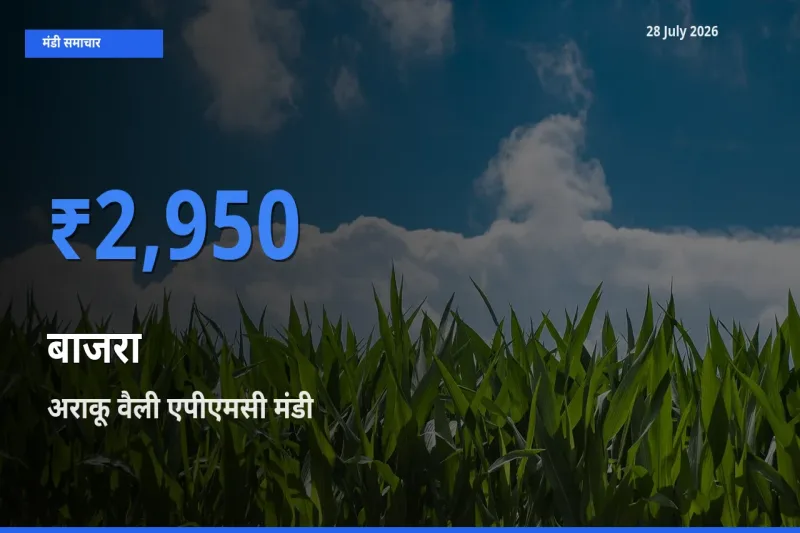 अराकू वैली एपीएमसी, अल्लूरी सीतारमा राजू, आंध्र प्रदेश में बाजरा का आज सबसे ऊँचा भाव