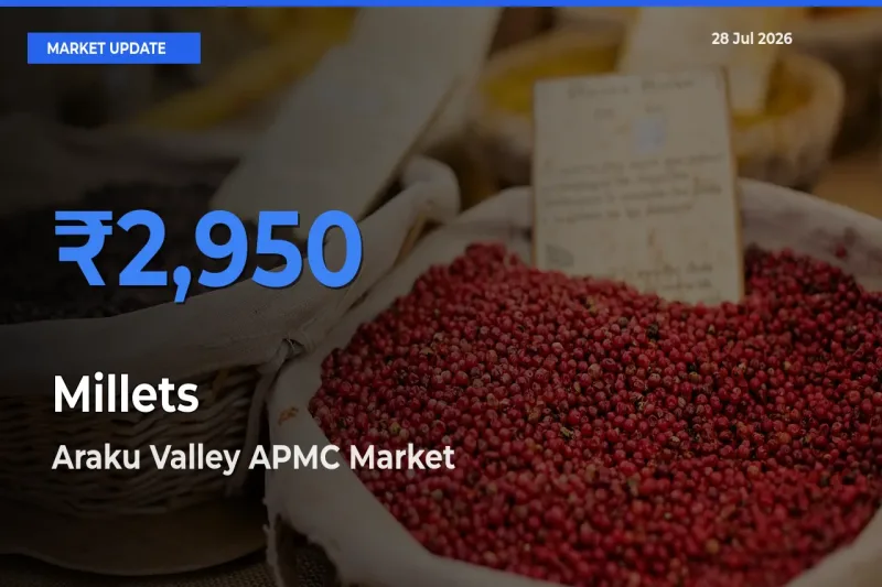 Araku Valley APMC, Alluri Sitharama Raju, Andhra Pradesh Tops Millets Rates – July 28 Market Update