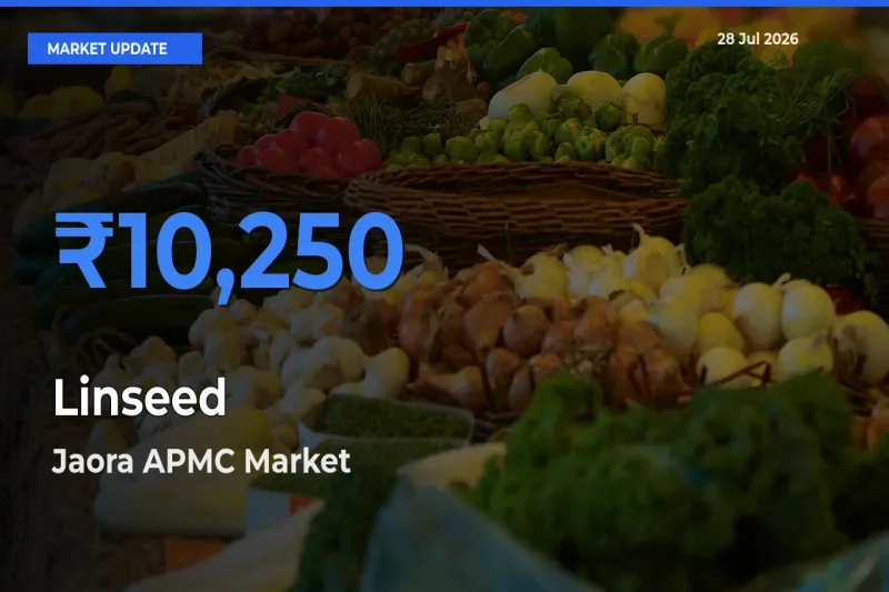 Jaora APMC, Ratlam, Madhya Pradesh Offers ₹10,250 – Highest Linseed Rate Today