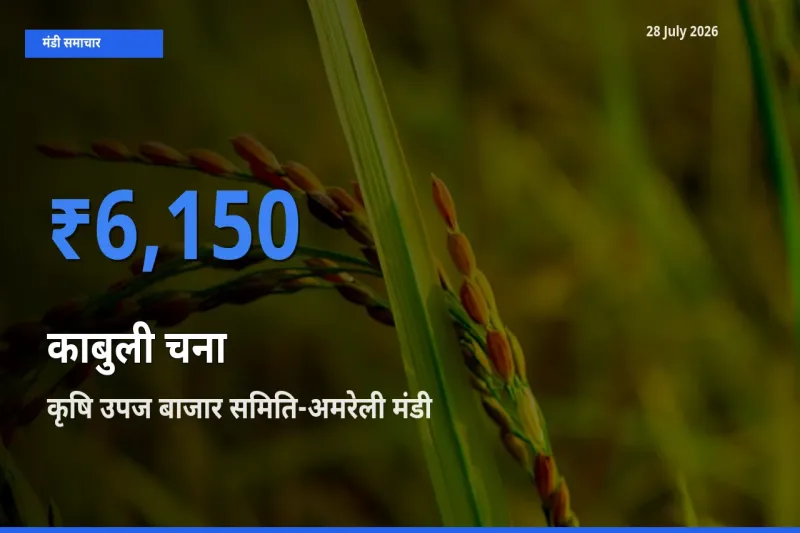बाज़ार संकेत: कृषि उपज बाजार समिति-अमरेली, गुजरात बना काबुली चना के लिए आज की टॉप मंडी