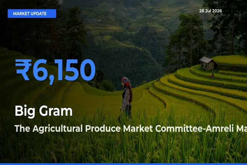 The Agricultural Produce Market Committee-Amreli, Gujarat Emerges as Top Mandi for Big Gram Prices Today