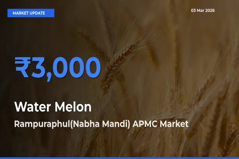 Top Performer! Rampuraphul(Nabha Mandi) APMC Offers Best Water Melon Price Today