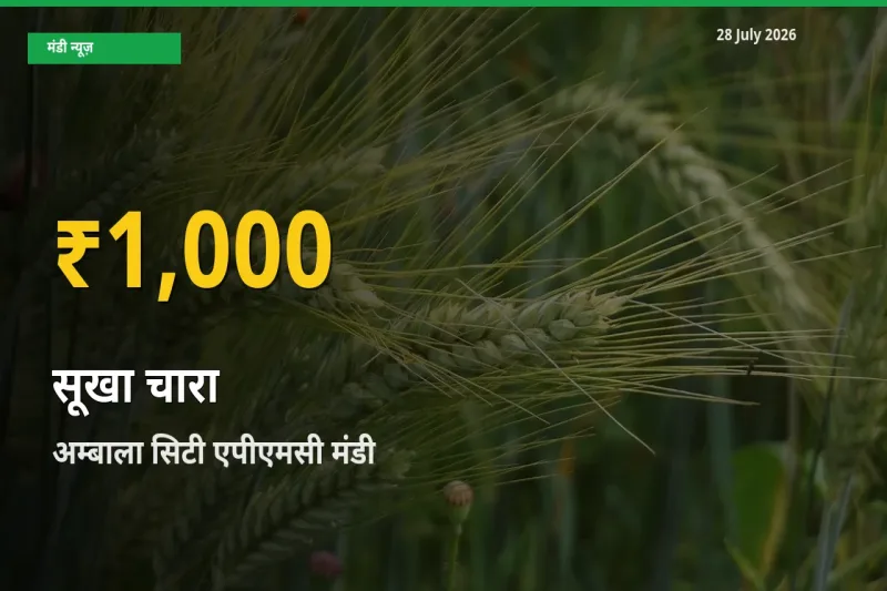 आज अम्बाला सिटी एपीएमसी, हरियाणा में सूखा चारा के दाम रिकॉर्ड स्तर पर, ताज़ा मंडी भाव जानें