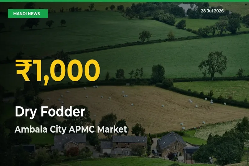 Dry Fodder Price Hits New High in Ambala City APMC, Haryana Today – Check Latest Mandi Rates