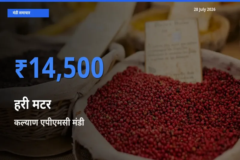 कल्याण एपीएमसी, पालघर, महाराष्ट्र में हरी मटर का आज सबसे ऊँचा भाव