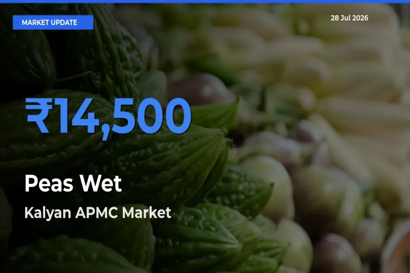 Kalyan APMC, Palghar, Maharashtra Tops Peas Wet Mandi Rates Today