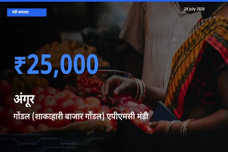 गोंडल (शाकाहारी बाजार गोंडल) एपीएमसी, राजकोट, गुजरात मंडी में आज अंगूर के सबसे ऊँचे दाम दर्ज