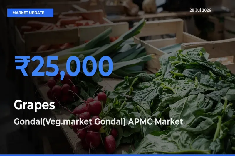 Top Performer! Gondal(Veg.market Gondal) APMC, Rajkot, Gujarat Offers Best Grapes Price Today