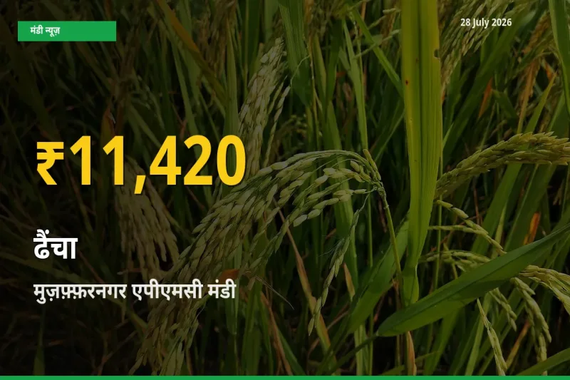 30 दिनों में सबसे ऊँचे स्तर पर ढैंचा के दाम, मुज़फ़्फ़रनगर एपीएमसी, मुजफ्फरनगर, उत्तर प्रदेश में उछाल