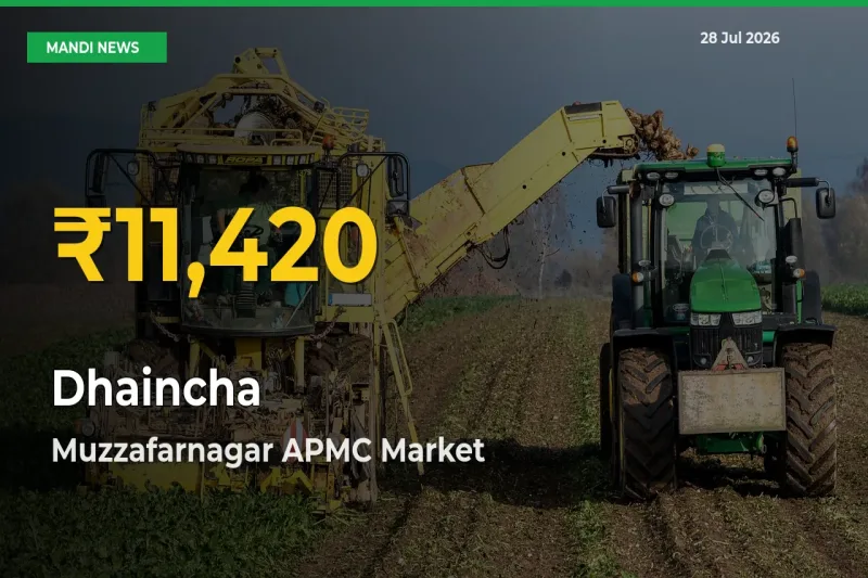 Why Dhaincha Prices Are Climbing in Muzzafarnagar APMC, Muzaffarnagar, Uttar Pradesh – Today’s New High Explained