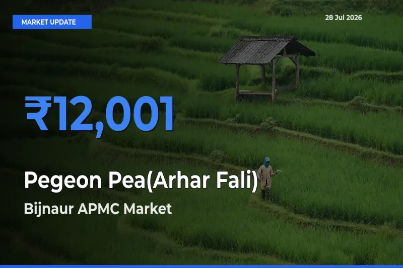 Bijnaur APMC, Bijnor, Uttar Pradesh Tops Pegeon Pea(Arhar Fali) Mandi Rates Today