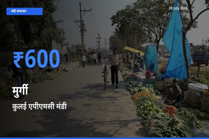 कुलई एपीएमसी, धलाई, त्रिपुरा मंडी में आज मुर्गी के सबसे ऊँचे दाम दर्ज