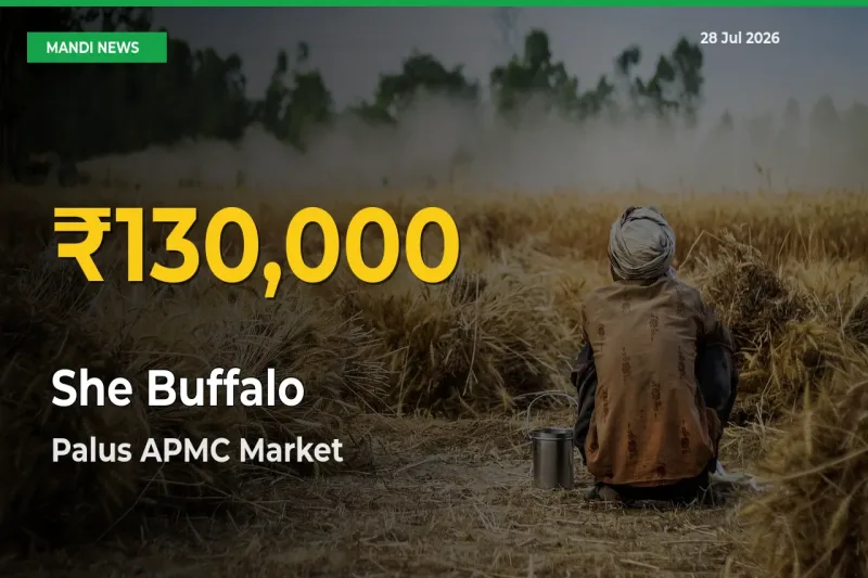 She Buffalo Mandi Rate Surges Today in Palus APMC, Sangli, Maharashtra – Highest Level in 30 Days