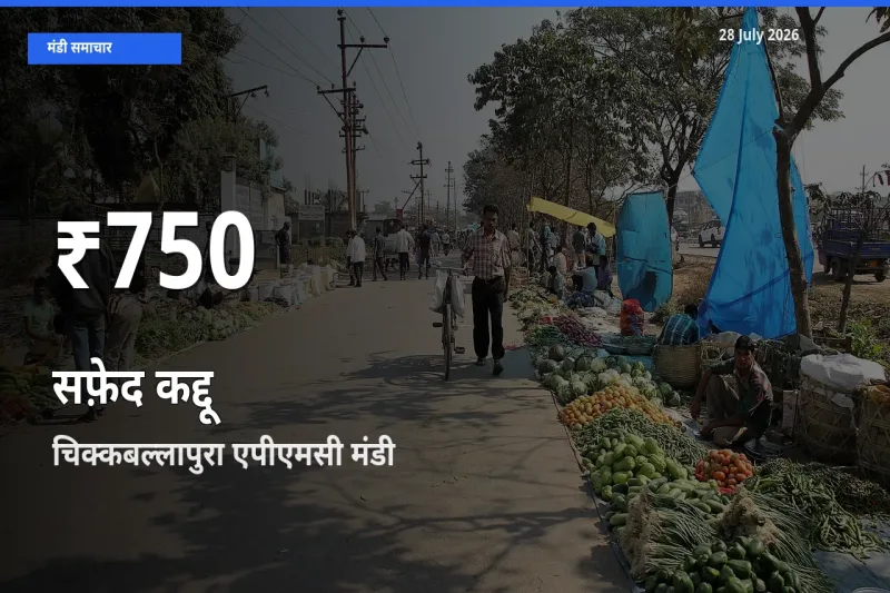 सफ़ेद कद्दू के दाम 30 दिनों के सबसे निचले स्तर पर, चिक्कबल्लापुरा एपीएमसी, चिकबलपुर, कर्नाटक