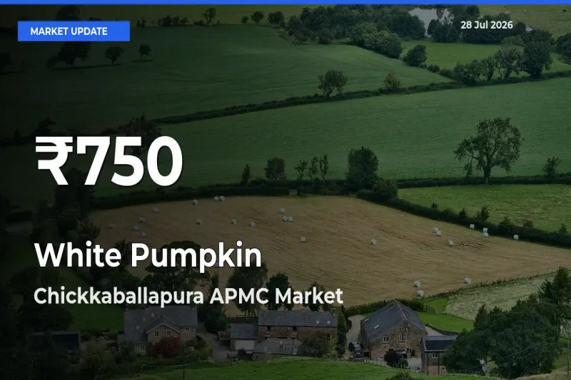 White Pumpkin Mandi Rate Today: 30-Day Low Recorded in Chickkaballapura APMC, Chikkaballapur, Karnataka