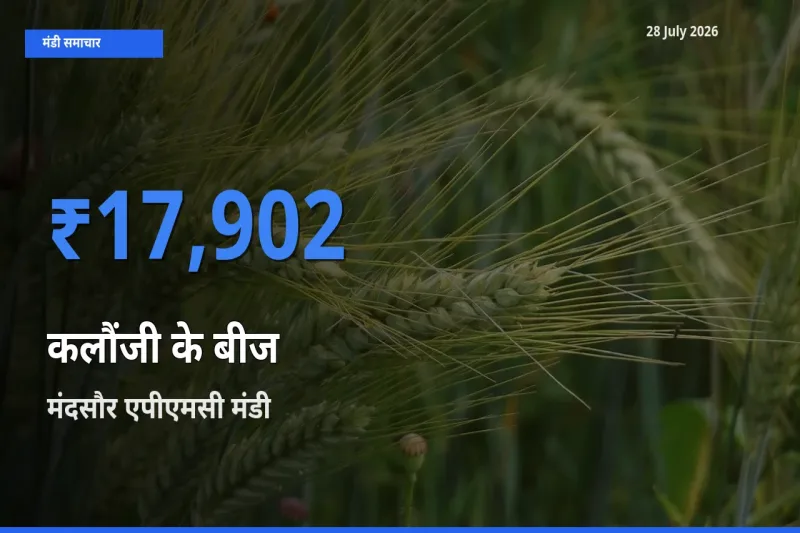 आज कलौंजी के बीज के सबसे ज़्यादा दाम मंदसौर एपीएमसी, मन्दसौर, मध्य प्रदेश मंडी में दर्ज
