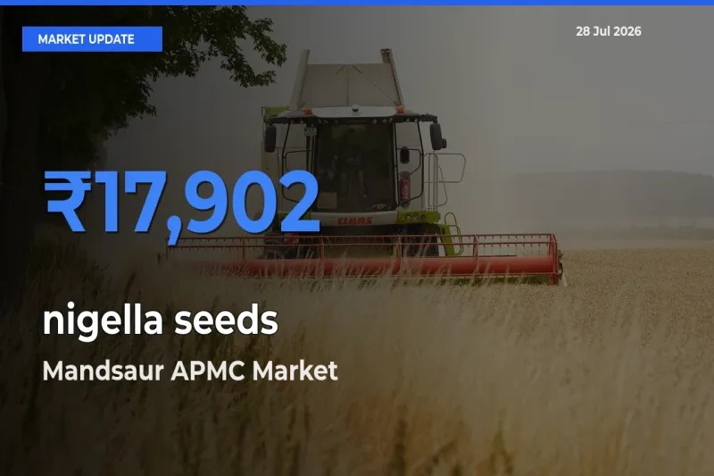 Mandsaur APMC, Madhya Pradesh Tops nigella seeds Rates – July 28 Market Update