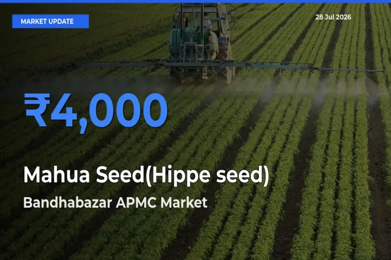 Bandhabazar APMC, Mohla Manpur Ambagarh Chouki, Chattisgarh Tops Mahua Seed(Hippe seed) Mandi Rates Today