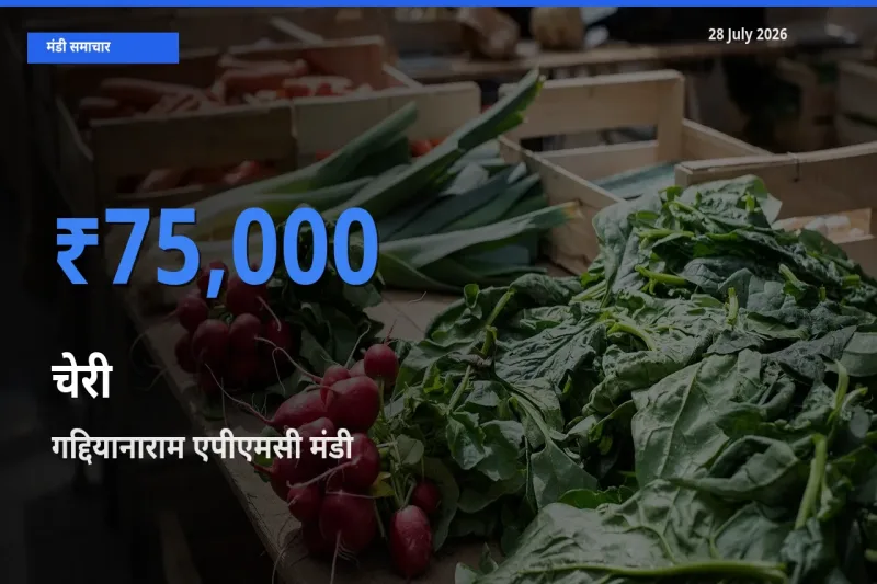 टॉप मंडी बना गद्दियानाराम एपीएमसी, रंगा रेड्डी, तेलंगाना! चेरी के सबसे ऊँचे दाम यहीं दर्ज